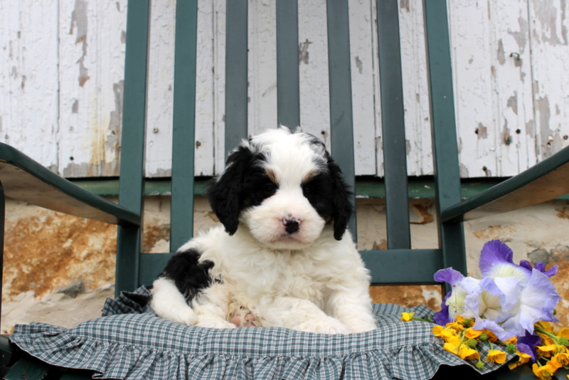 puppy, for, sale, Mini Bernedoodle F2, Matthew B. Stoltzfus, dog, breeder, Gap, PA, dog-breeder, puppy-for-sale, forsale, nearby, find, puppyfind, locator, puppylocator, aca